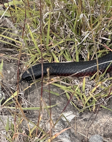 Red-bellied Black Snake sighting