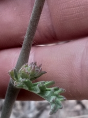 Pelargonium radulifolium