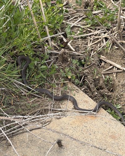 Eastern Brown Snake sighting