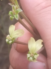 Pelargonium radulifolium