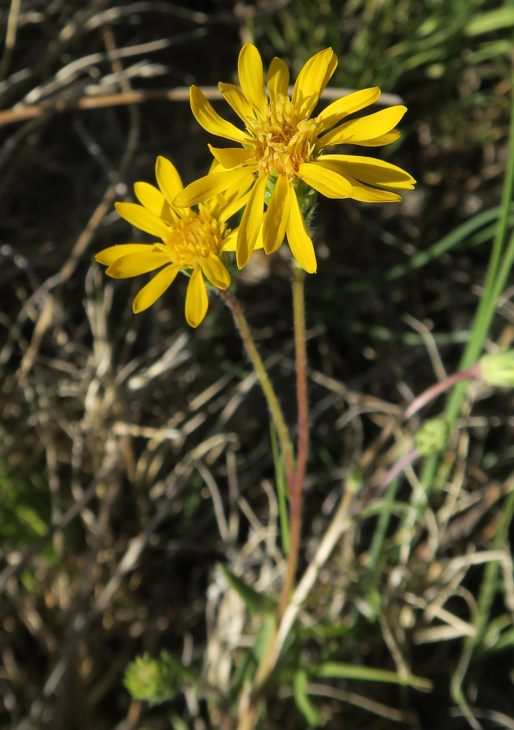Pyrrocoma halophila