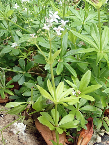 Galium odoratum