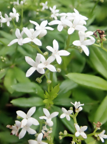 Galium odoratum