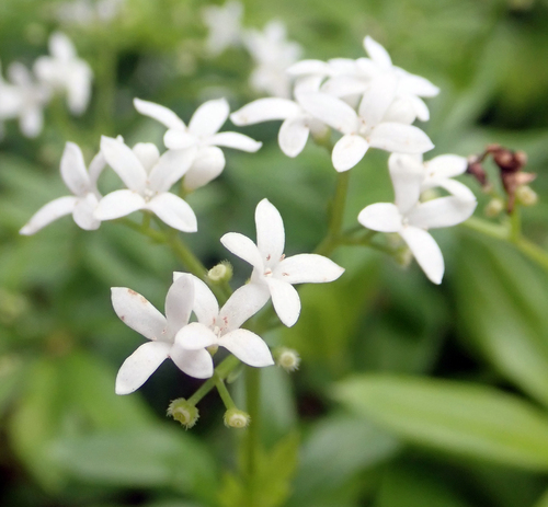 Galium odoratum