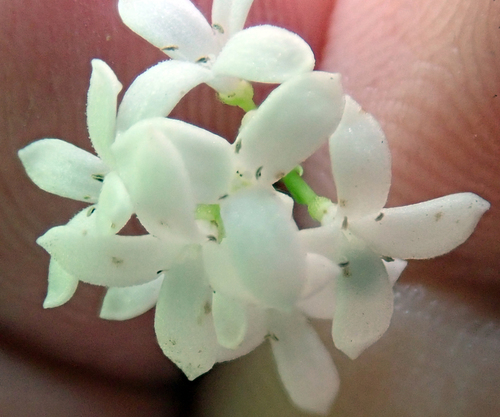 Galium odoratum
