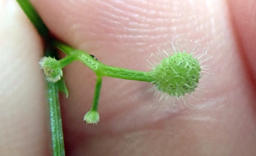 Galium odoratum
