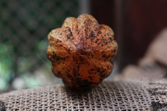 Theobroma cacao