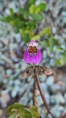 Calceolaria cana