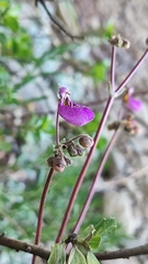 Calceolaria cana, photograph (c) Constanza Vargas Villegas, some rights reserved (CC BY)