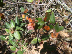Rhus standleyi