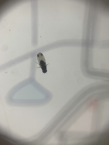 Spotted-winged Drosophila, Gelderland, NL, photo 9 of 10