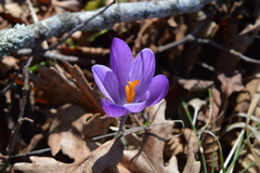 Crocus neapolitanus