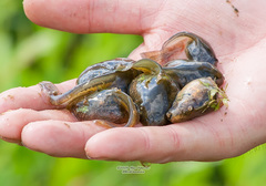 Pelobates vespertinus