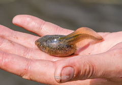 Pelobates vespertinus