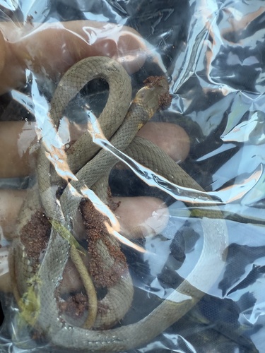 Shine's Whipsnake sighting