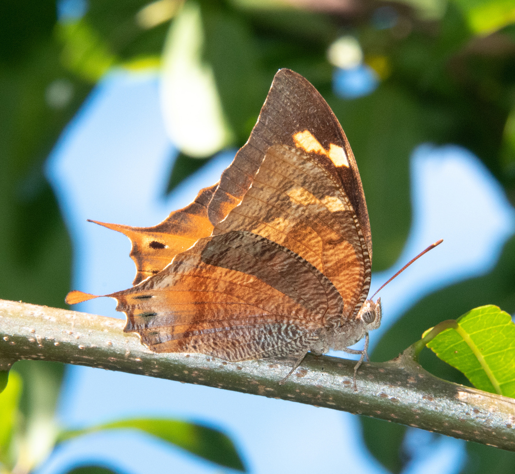 Dominican Leafwing