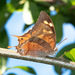 Dominican Leafwing - Photo (c) Don Loarie, some rights reserved (CC BY), uploaded by Don Loarie