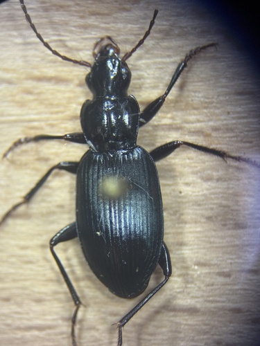 Laemostenus complanatus observed 2025-11-20