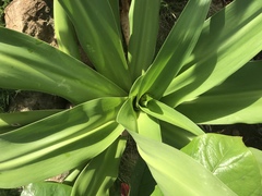 Crinum × amabile