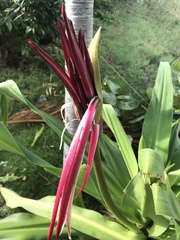 Crinum × amabile