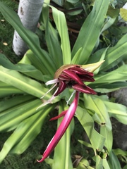 Crinum × amabile