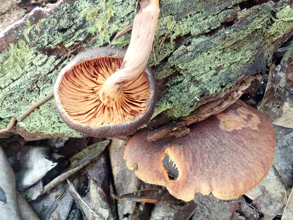 Gymnopilus purpuratus · November 2025 · photo: © pjd1 (iNaturalist, cc-by)