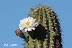 Trichocereus terscheckii