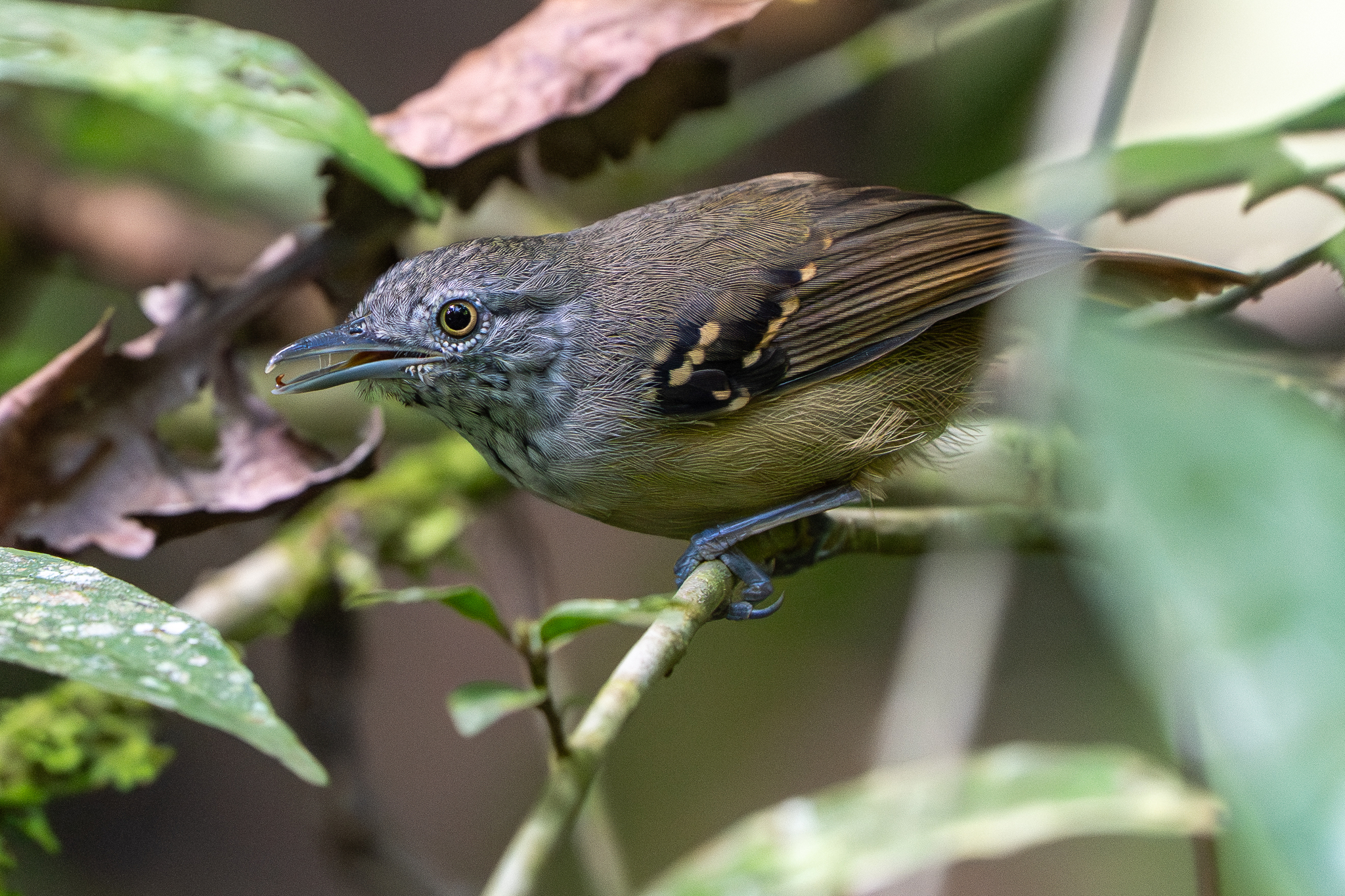 Checker-throated Stipplethroat (Epinecrophylla fulviventris), photo 10