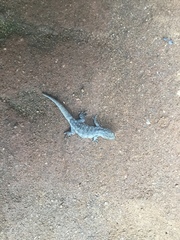 Lygodactylus angolensis