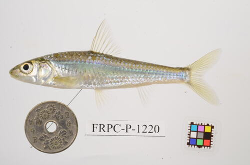 Squalidus japonicus — Cyprinidae — 2
