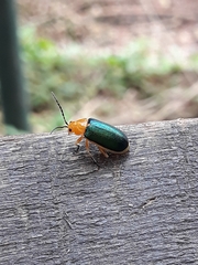 Cacoscelis marginata