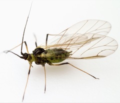 Hyperomyzus lactucae