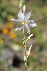 Echeandia conzattii