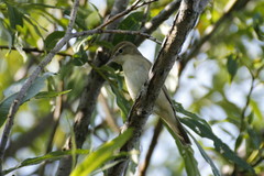 Iduna caligata
