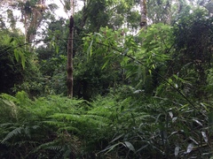 Merostachys