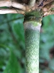 Merostachys