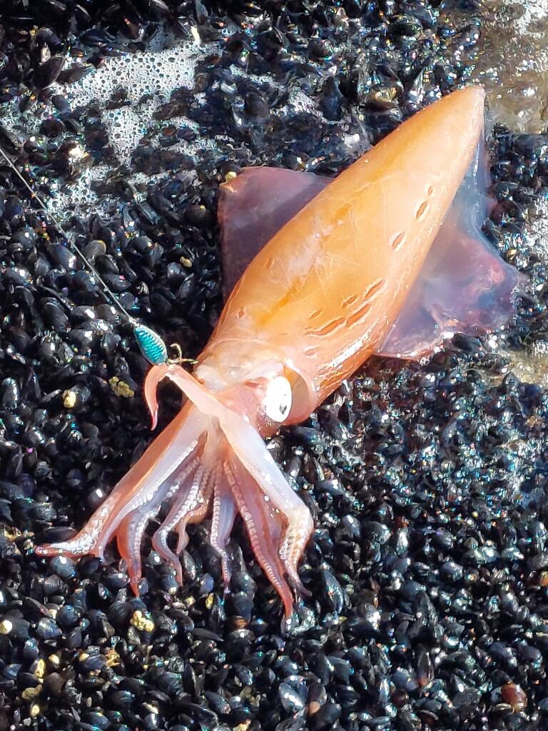 Common Squid