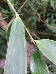 Merostachys