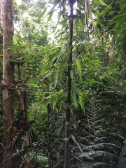 Merostachys