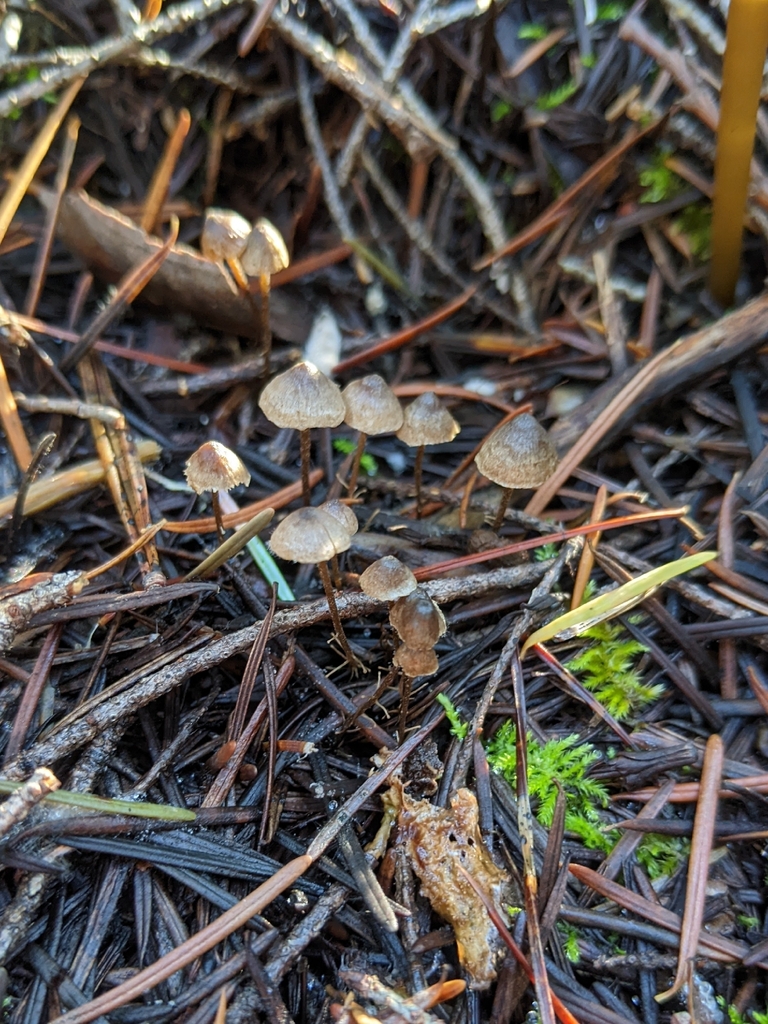 Dendrocollybia racemosa · December 2025 · photo: © calyx (iNaturalist, cc-by)