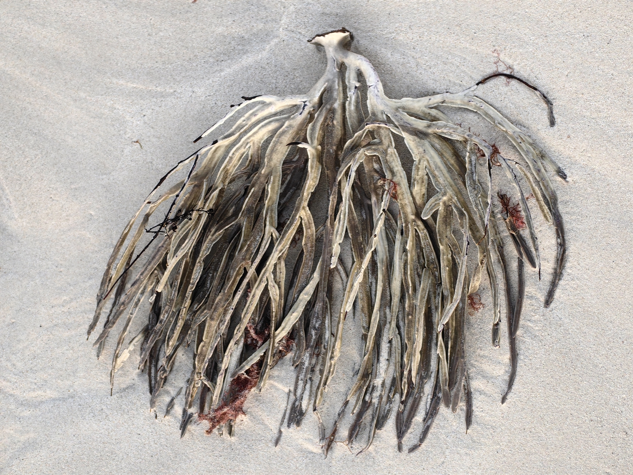 Pterogorgia anceps (Pallas, 1766)