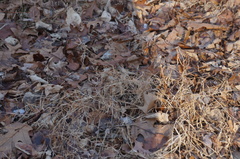 Microstegium vimineum