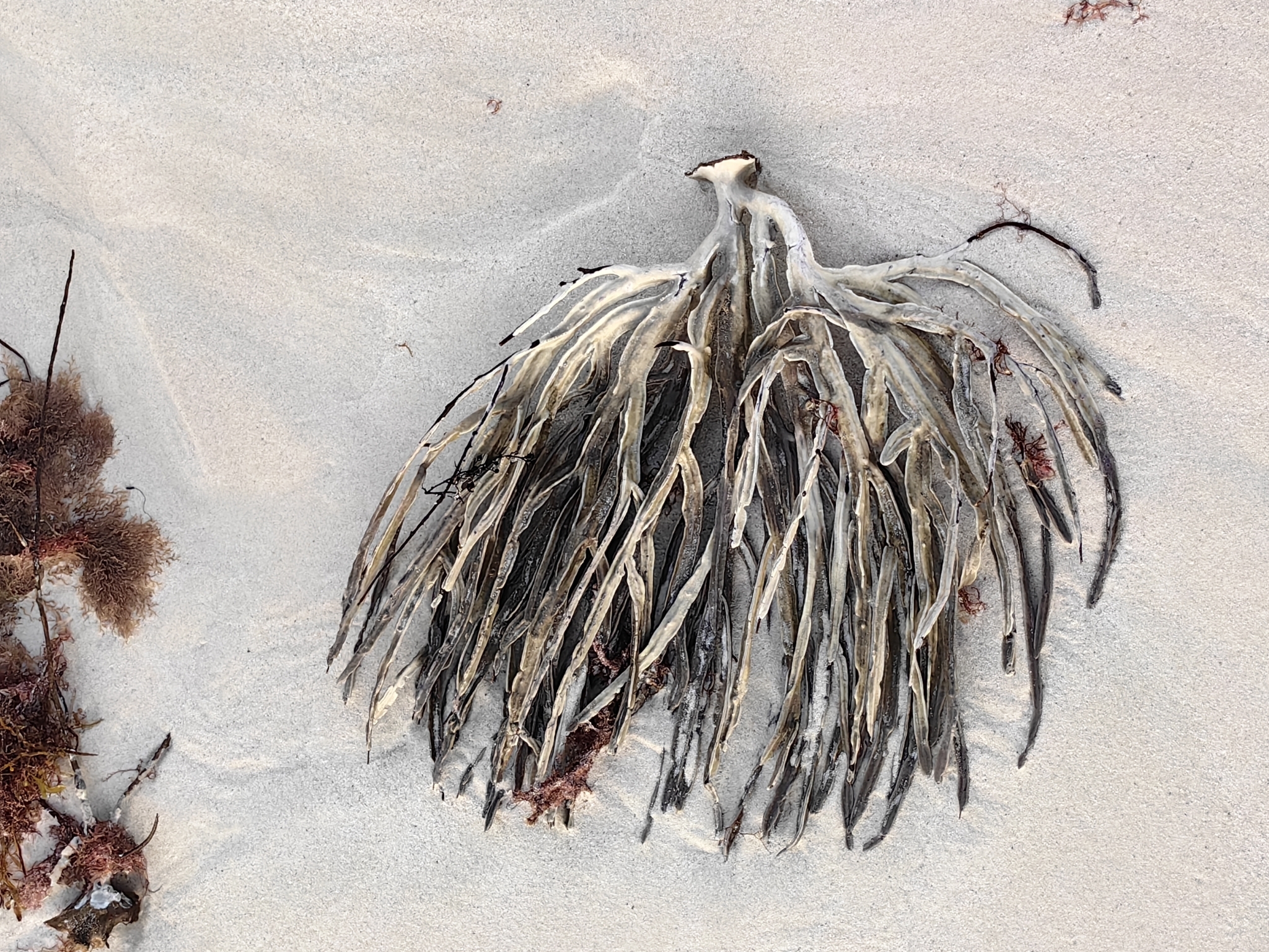 Pterogorgia anceps (Pallas, 1766)
