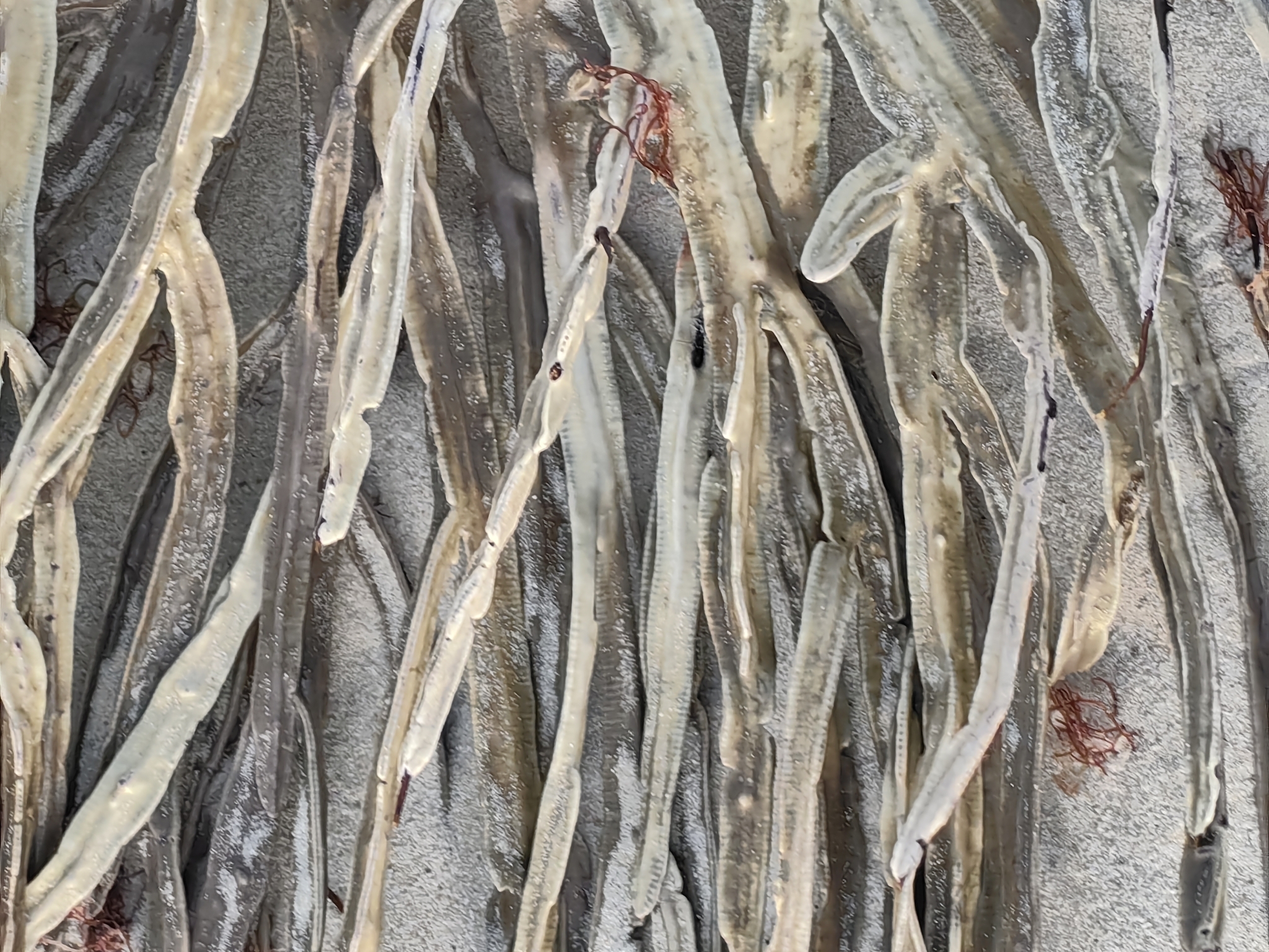Pterogorgia anceps (Pallas, 1766)