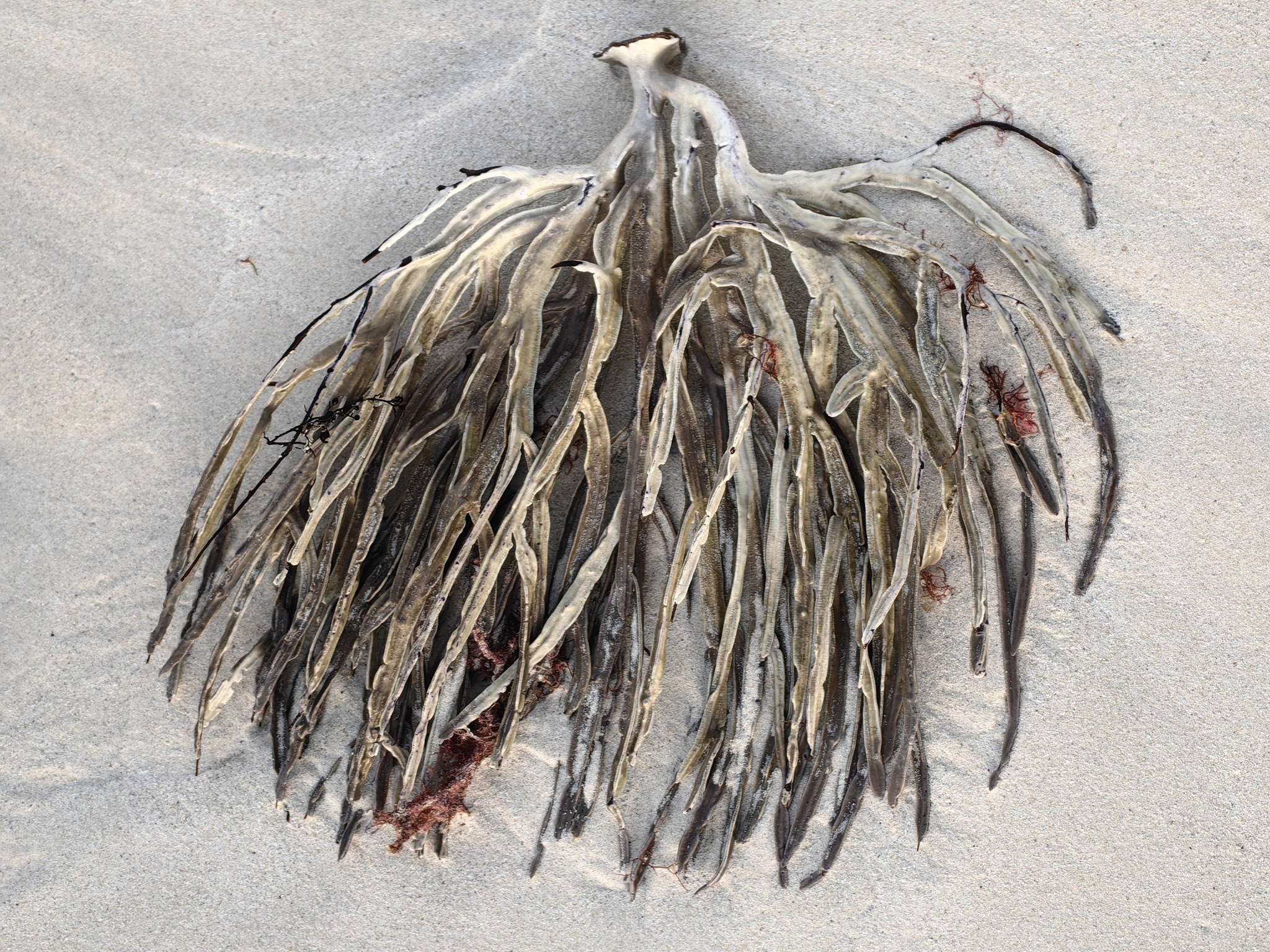 Pterogorgia anceps (Pallas, 1766)