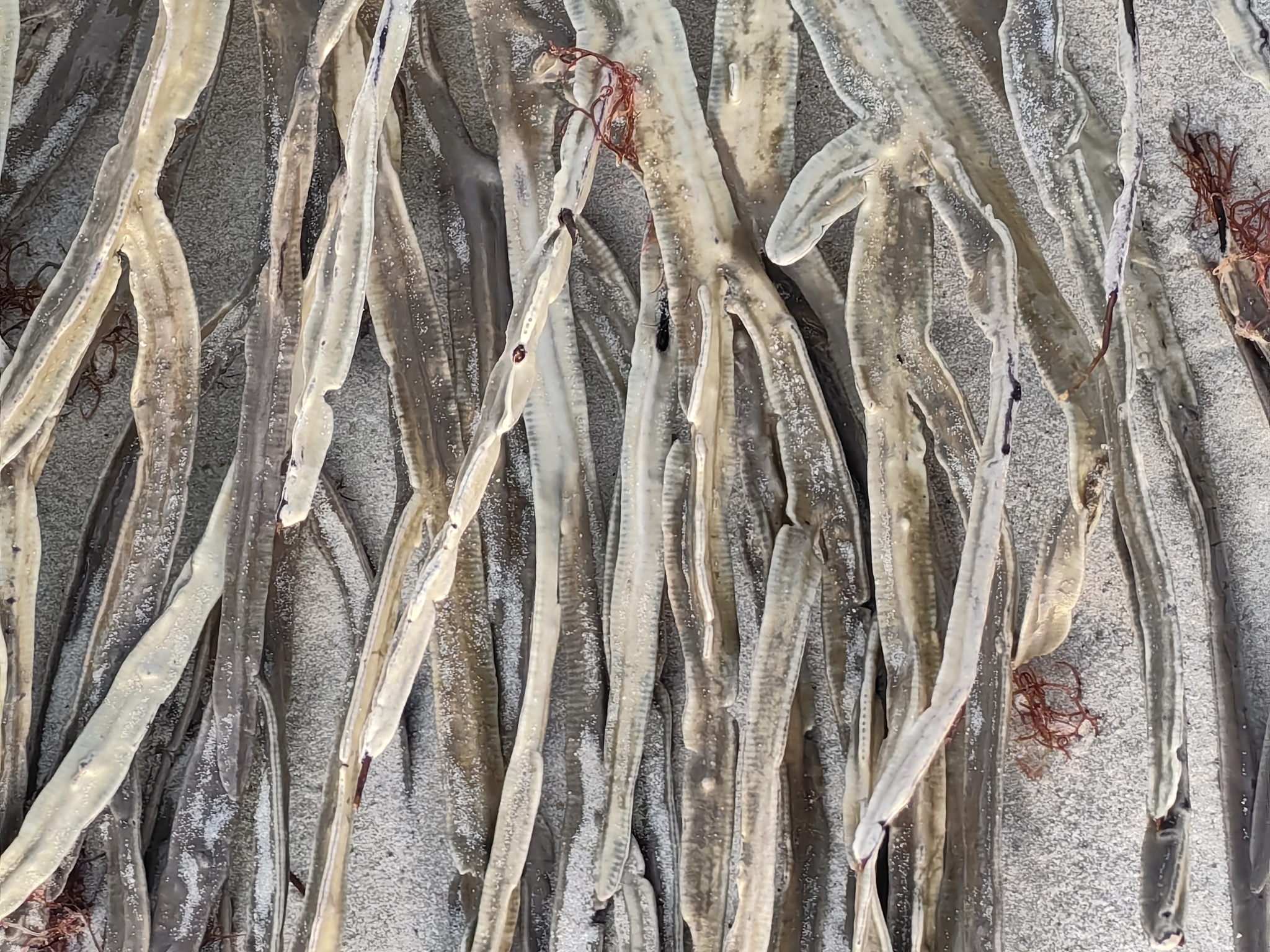 Pterogorgia anceps (Pallas, 1766)