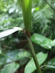 Chusquea ramosissima