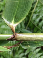 Chusquea ramosissima