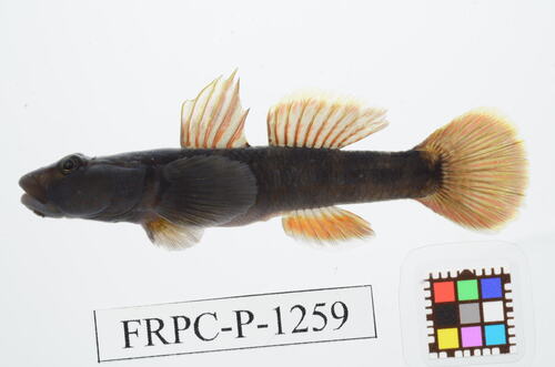 Rhinogobius flumineus