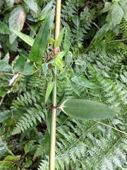 Chusquea ramosissima